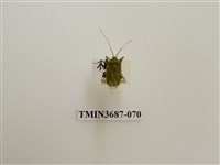 藏品(台灣盲異椿象)的圖片